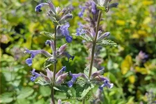 Nepeta faassenii