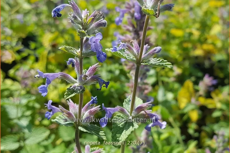 Nepeta faassenii