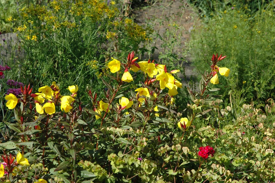 Oenothera fruticosa