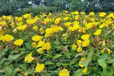 Oenothera fruticosa 'Fyrverkeri'