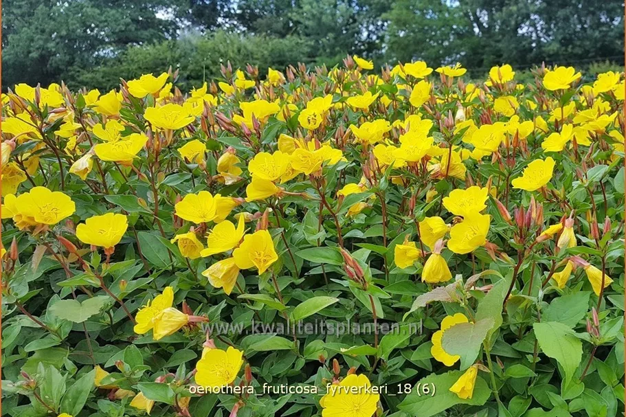 Oenothera fruticosa 'Fyrverkeri'