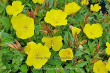 Oenothera fruticosa 'Fyrverkeri'