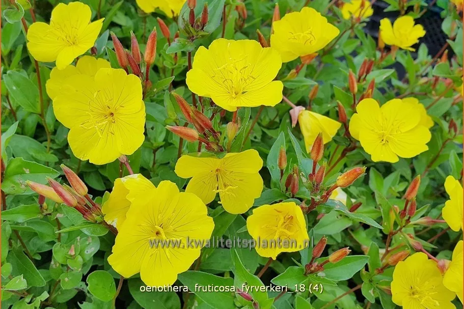 Oenothera fruticosa 'Fyrverkeri'