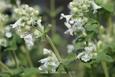 Nepeta x faassenii 'Alba'