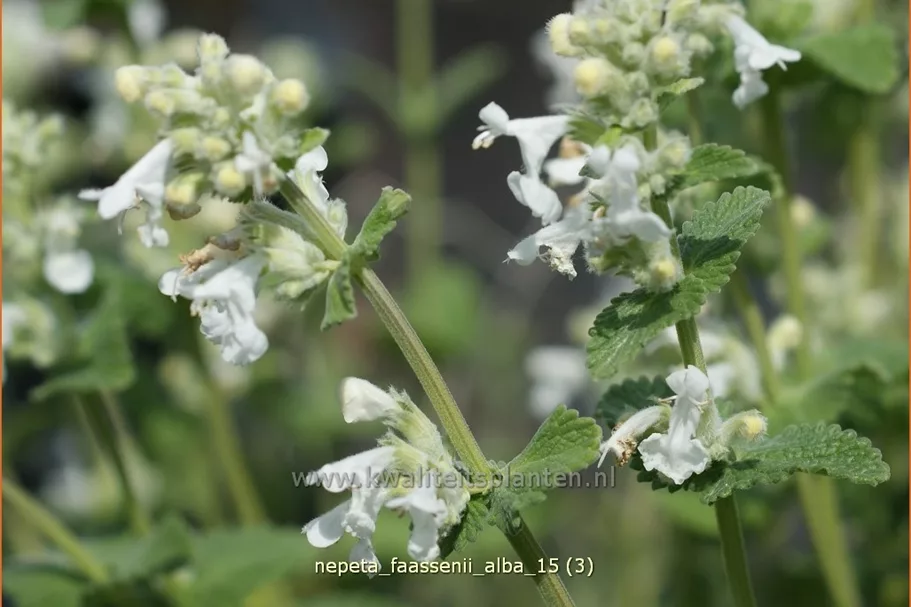 Nepeta x faassenii 'Alba'