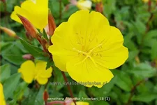 Oenothera fruticosa 'Fyrverkeri'