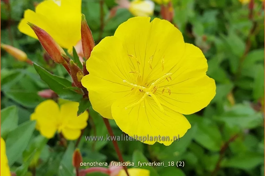 Oenothera fruticosa 'Fyrverkeri'