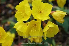 Oenothera fruticosa 'Fyrverkeri'