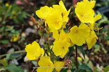 Oenothera fruticosa 'Fyrverkeri'