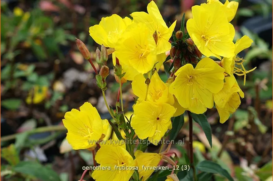 Oenothera fruticosa 'Fyrverkeri'