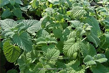 Nepeta x faassenii 'Alba'