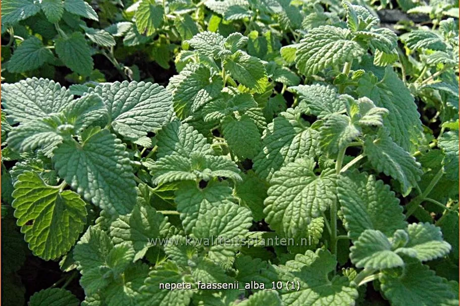 Nepeta x faassenii 'Alba'