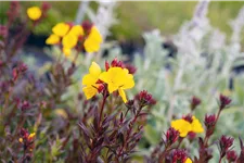 Oenothera fruticosa 'Fyrverkeri'