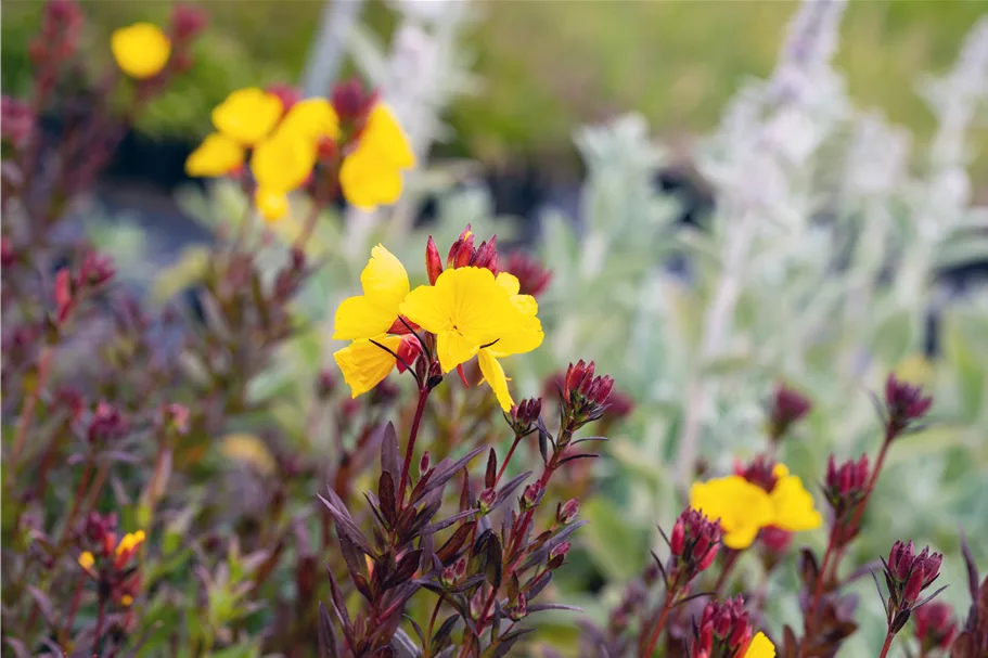 Oenothera fruticosa 'Fyrverkeri'