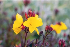 Oenothera fruticosa 'Fyrverkeri'