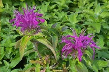 Monarda 'Balmy Lilac'