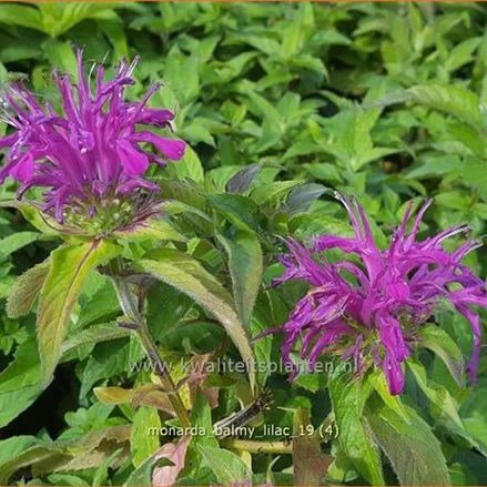 Monarda 'Balmy Lilac'