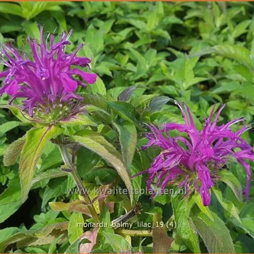 Monarda 'Balmy Lilac'