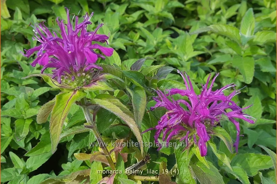 Monarda 'Balmy Lilac'