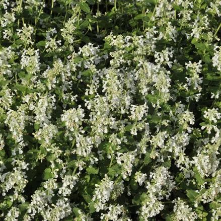 Nepeta x faassenii 'Alba'