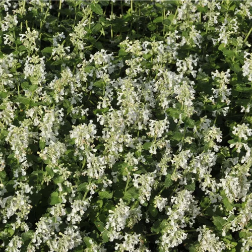 Nepeta x faassenii 'Alba'