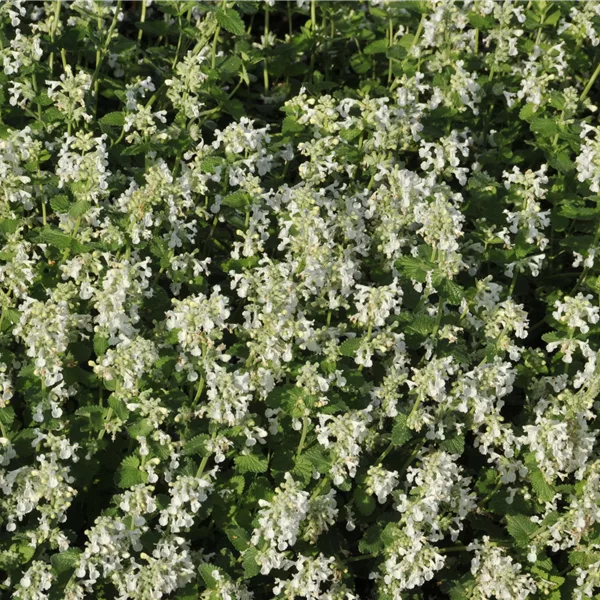 Nepeta x faassenii 'Alba'