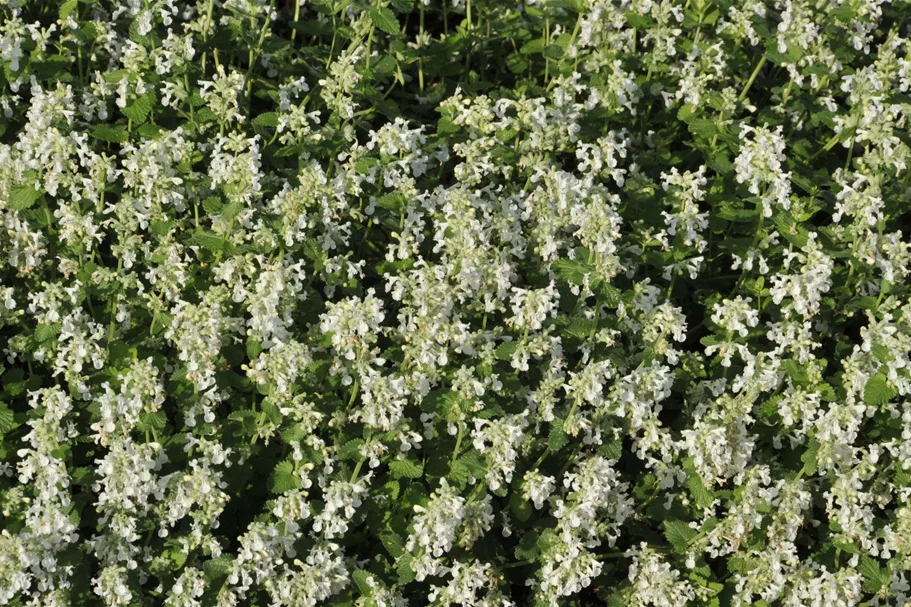 Nepeta x faassenii 'Alba'