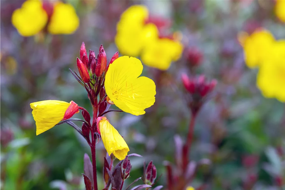 Oenothera fruticosa 'Fyrverkeri'