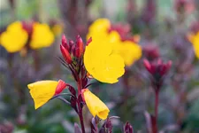 Oenothera fruticosa 'Fyrverkeri'