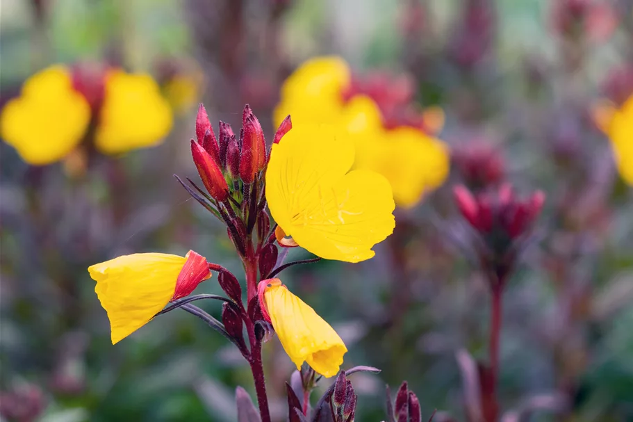 Oenothera fruticosa 'Fyrverkeri'