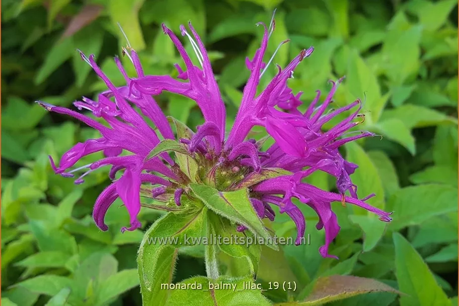 Monarda 'Balmy Lilac'