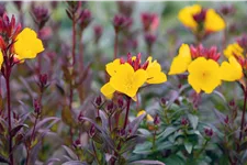 Oenothera fruticosa 'Fyrverkeri'
