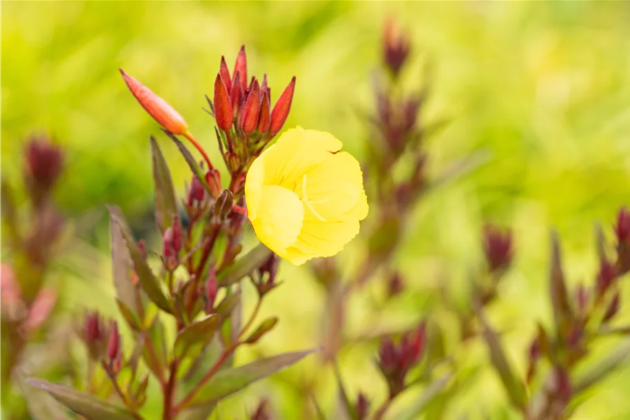 Oenothera fruticosa 'Fyrverkeri'