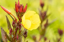 Oenothera fruticosa 'Fyrverkeri'