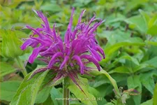 Monarda 'Balmy Lilac'