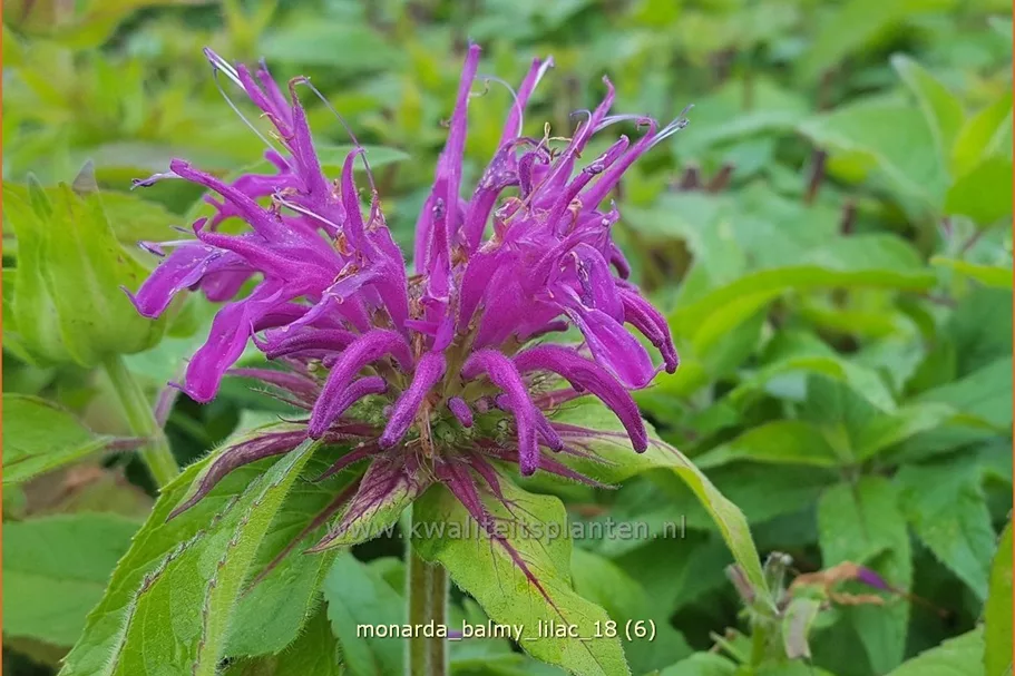 Monarda 'Balmy Lilac'