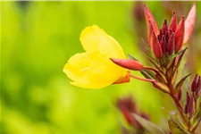 Oenothera fruticosa 'Fyrverkeri'