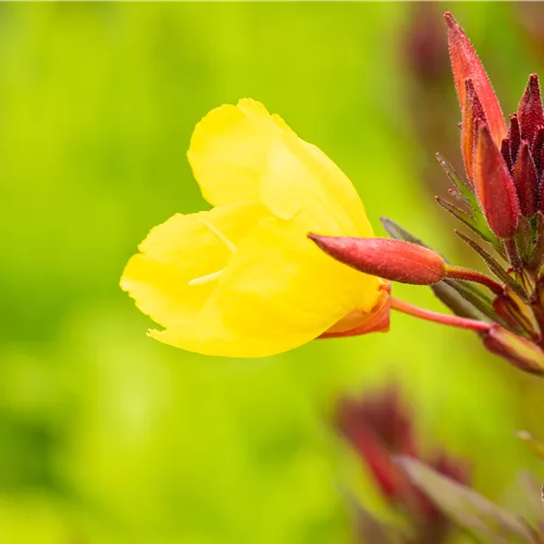 Oenothera fruticosa 'Fyrverkeri'
