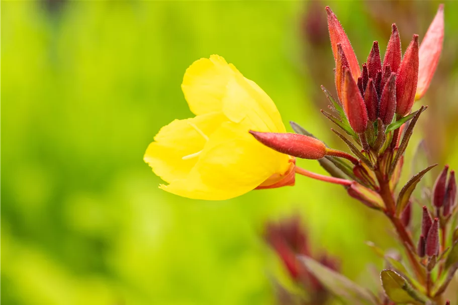 Oenothera fruticosa 'Fyrverkeri'