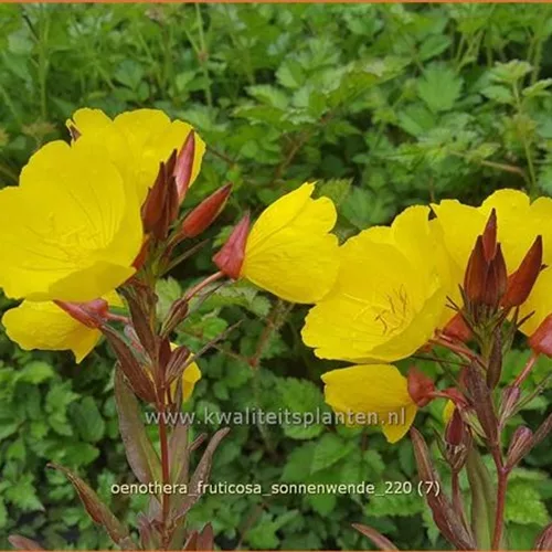 Oenothera fruticosa 'Sonnenwende'