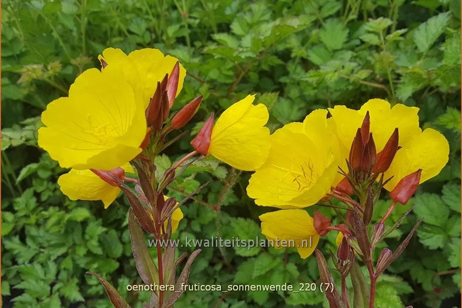 Oenothera fruticosa 'Sonnenwende'