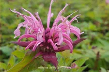 Monarda 'Balmy Pink'