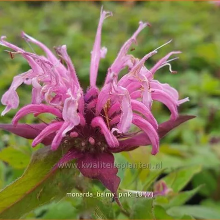 Monarda 'Balmy Pink'