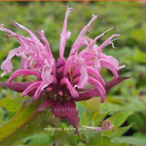 Monarda 'Balmy Pink'
