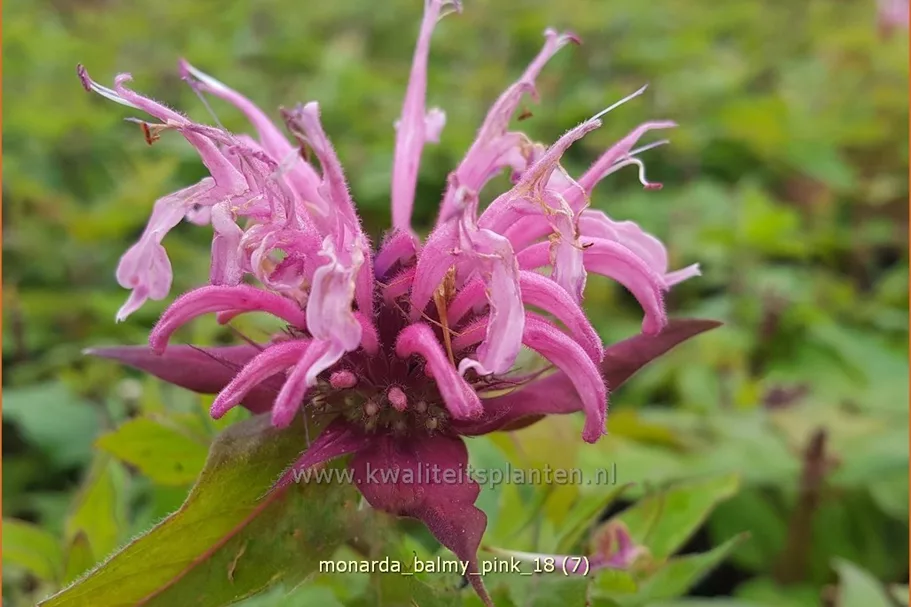 Monarda 'Balmy Pink'