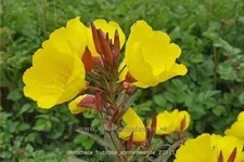 Oenothera fruticosa 'Sonnenwende'