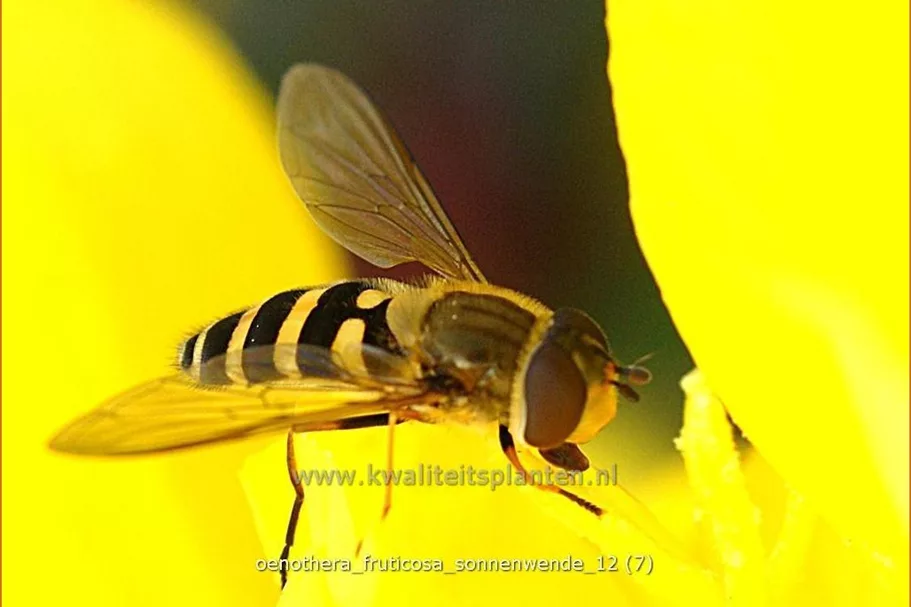 Oenothera fruticosa 'Sonnenwende'
