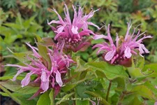 Monarda 'Balmy Pink'