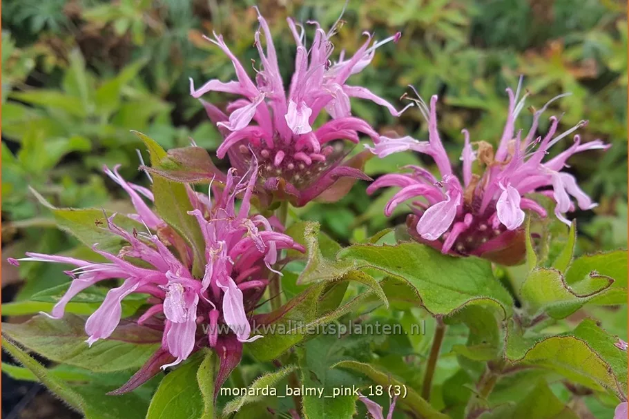 Monarda 'Balmy Pink'