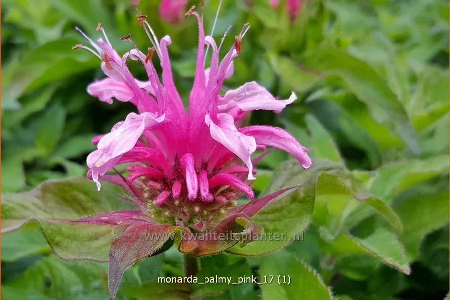 Monarda 'Balmy Pink'